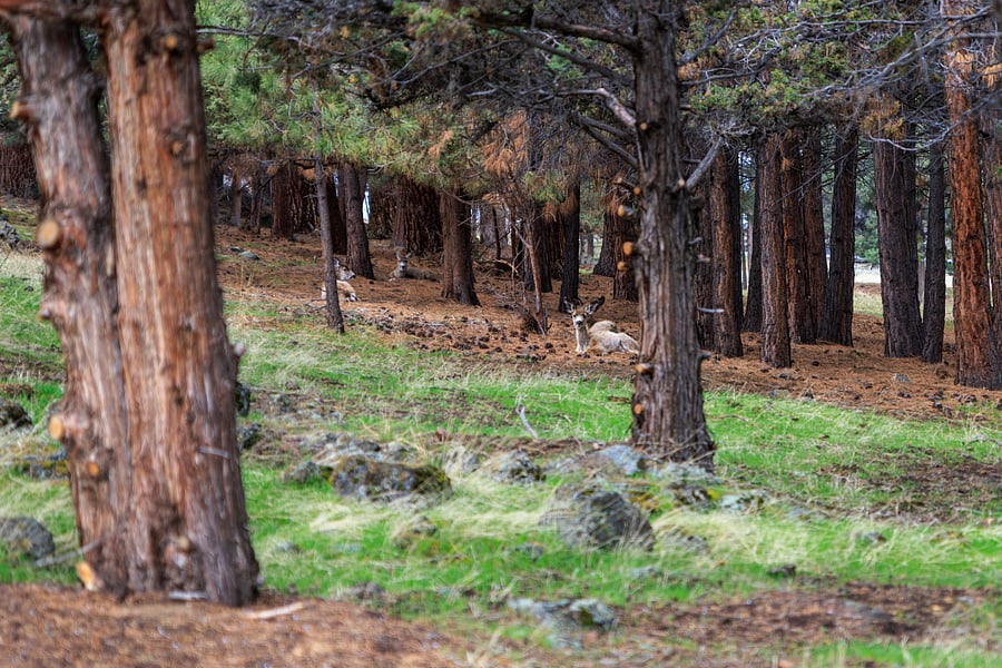 Across the street - deer come to visit!