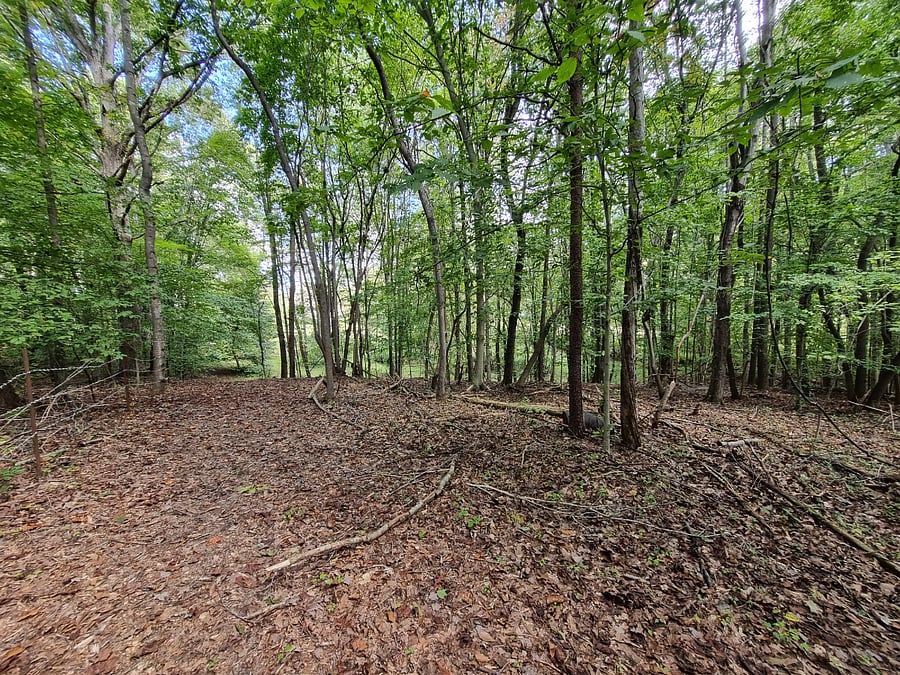Woods on property