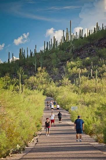 Tumamoc Hill Tucson