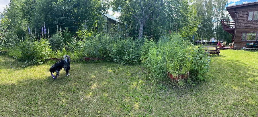 Yard