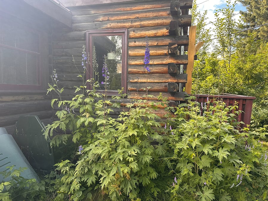 yard