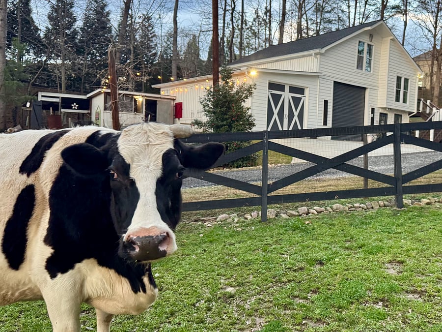 Bessie, the Wonder cow one of many rescued residents on the farm sanctuary.