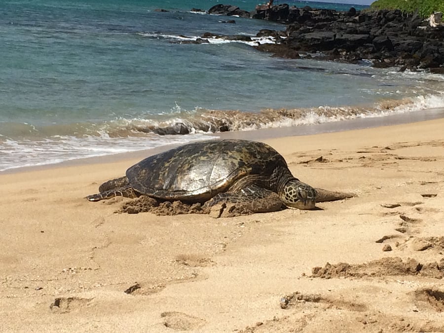 Turtles come up on the beach nearly every day