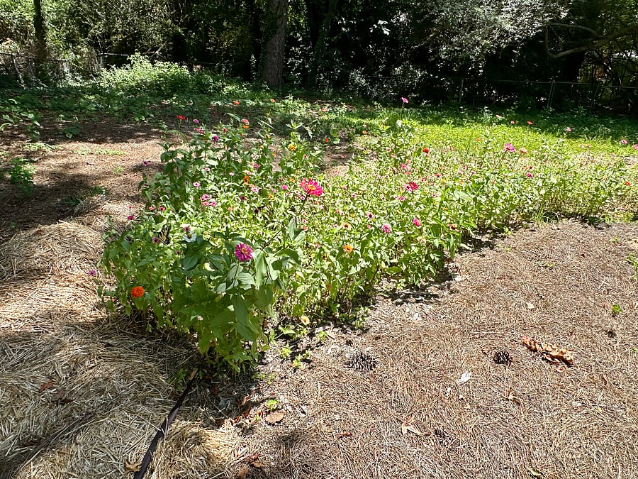 The Coves wildflower garden.