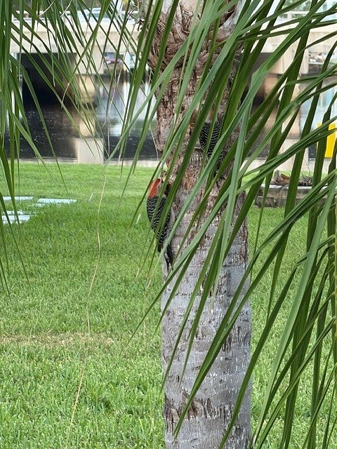 We get a lot of different birds in the yard. Look closely at the red head of a woodpecker on the palm tree