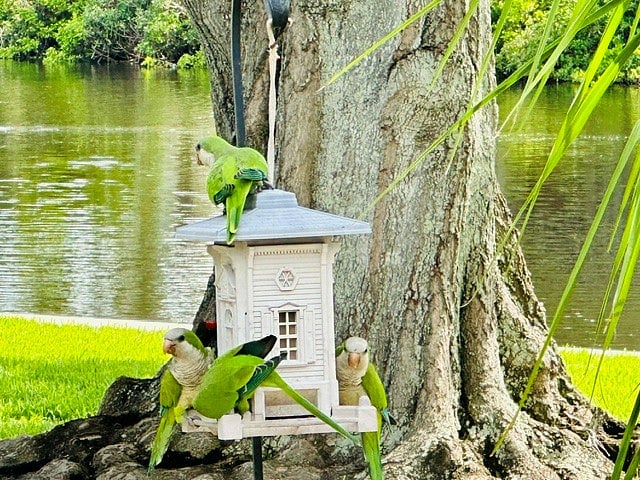 Spring and summer we enjoy the visits by these beautiful Monk Parakeets (Quaker parrots)