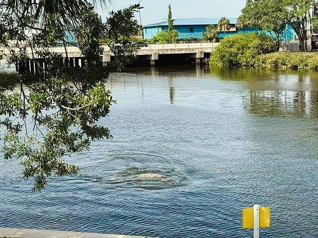 Passing Manatee playing right in front of porch