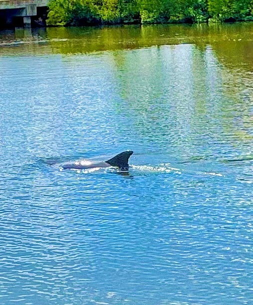 Passing in front of porch a porpoise hunting for his breakfast