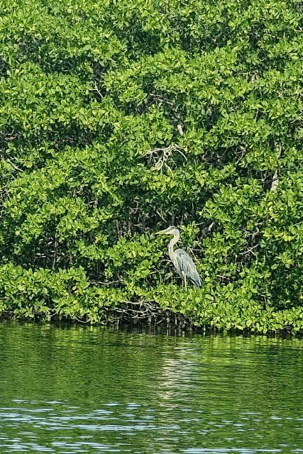 You never know what you will see when kayaking in the mangroves