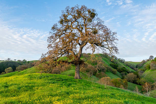 Mount Diablo State Park