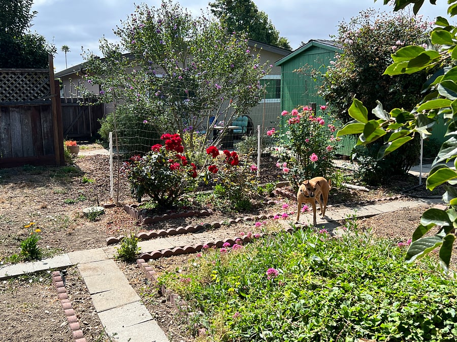 View of the roses and trees in the huge backyard