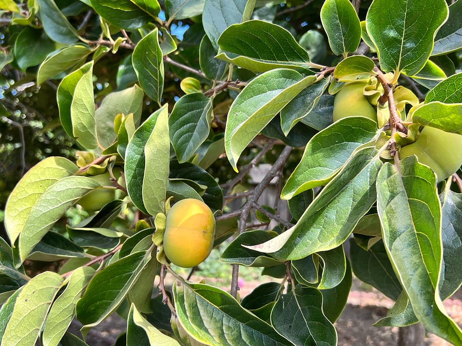 backyard persimmon tree