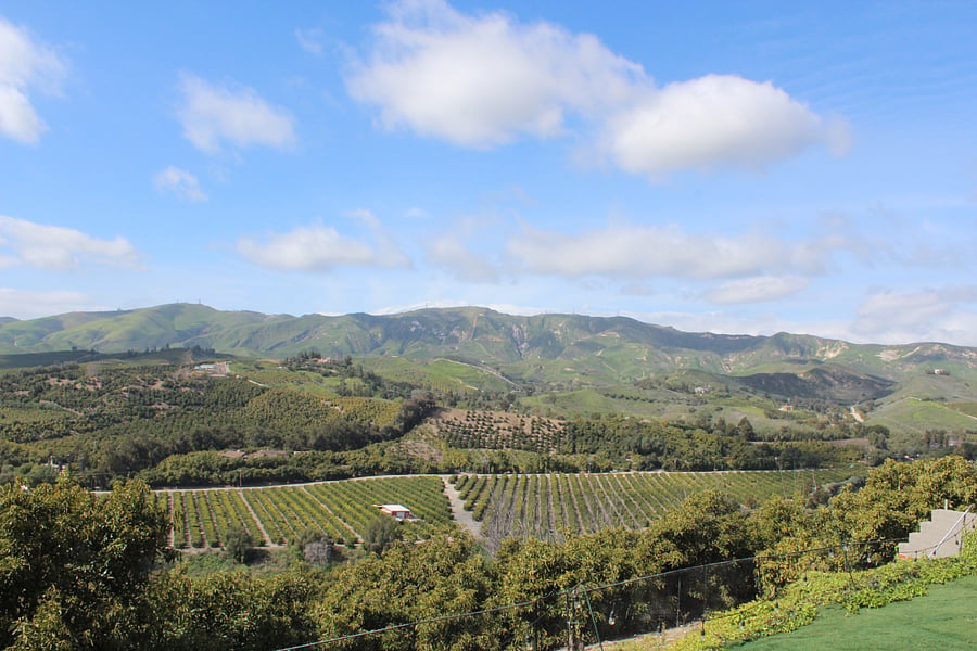 Orchard view!