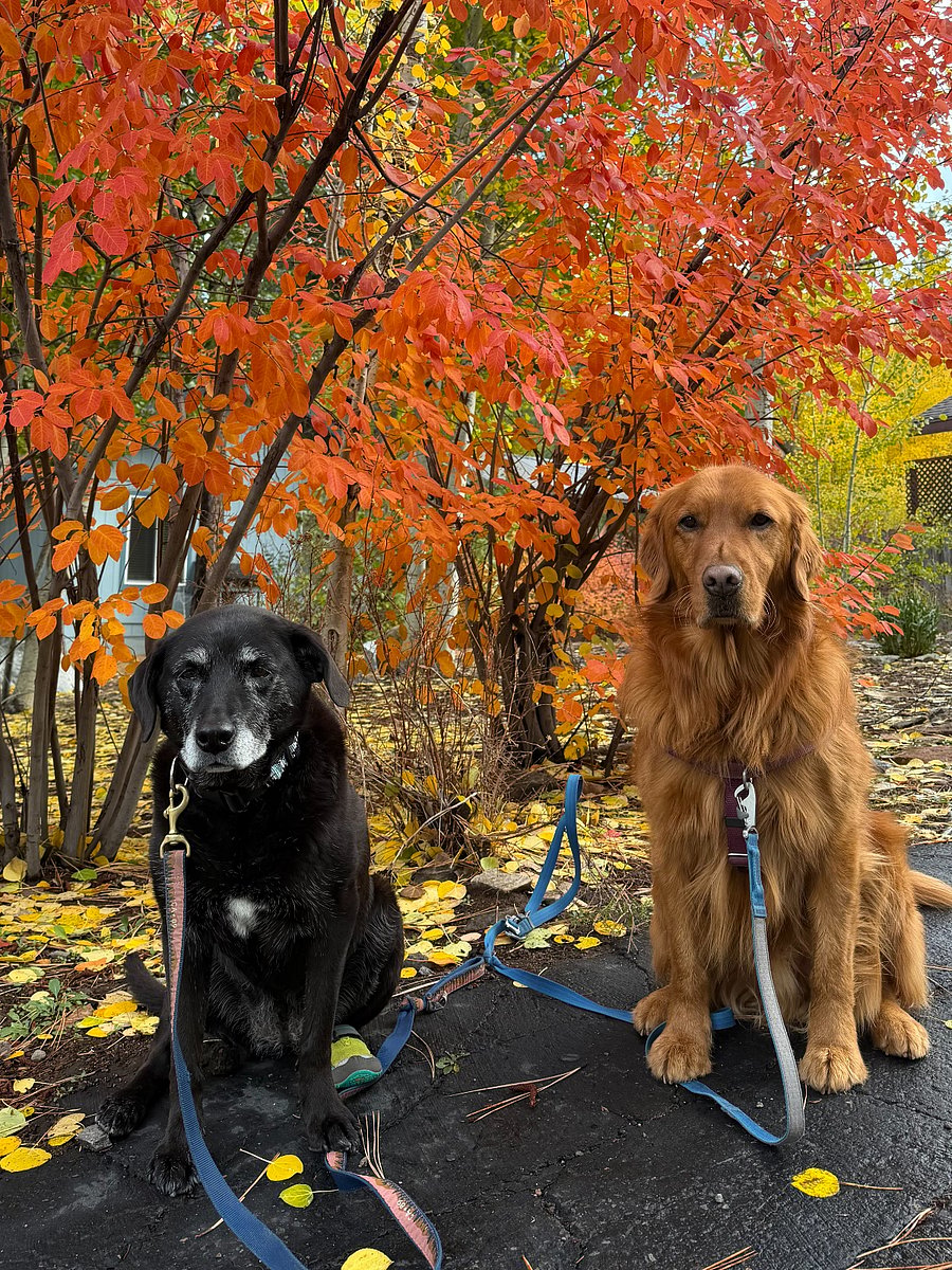 Beverly and Bruno in our front yard