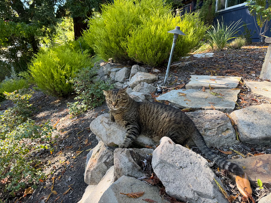 The cat