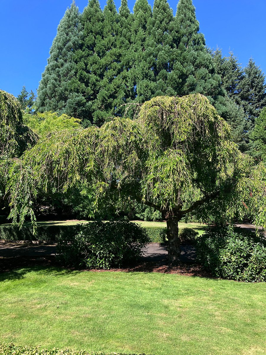 Front Yard View From House