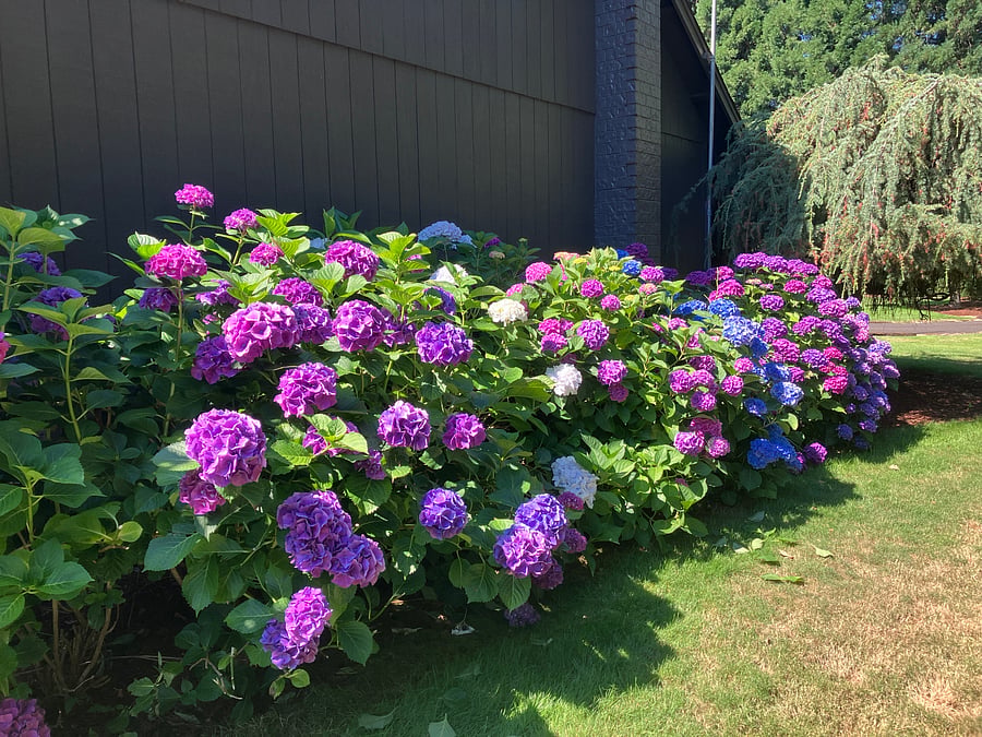 Side Yard Summer