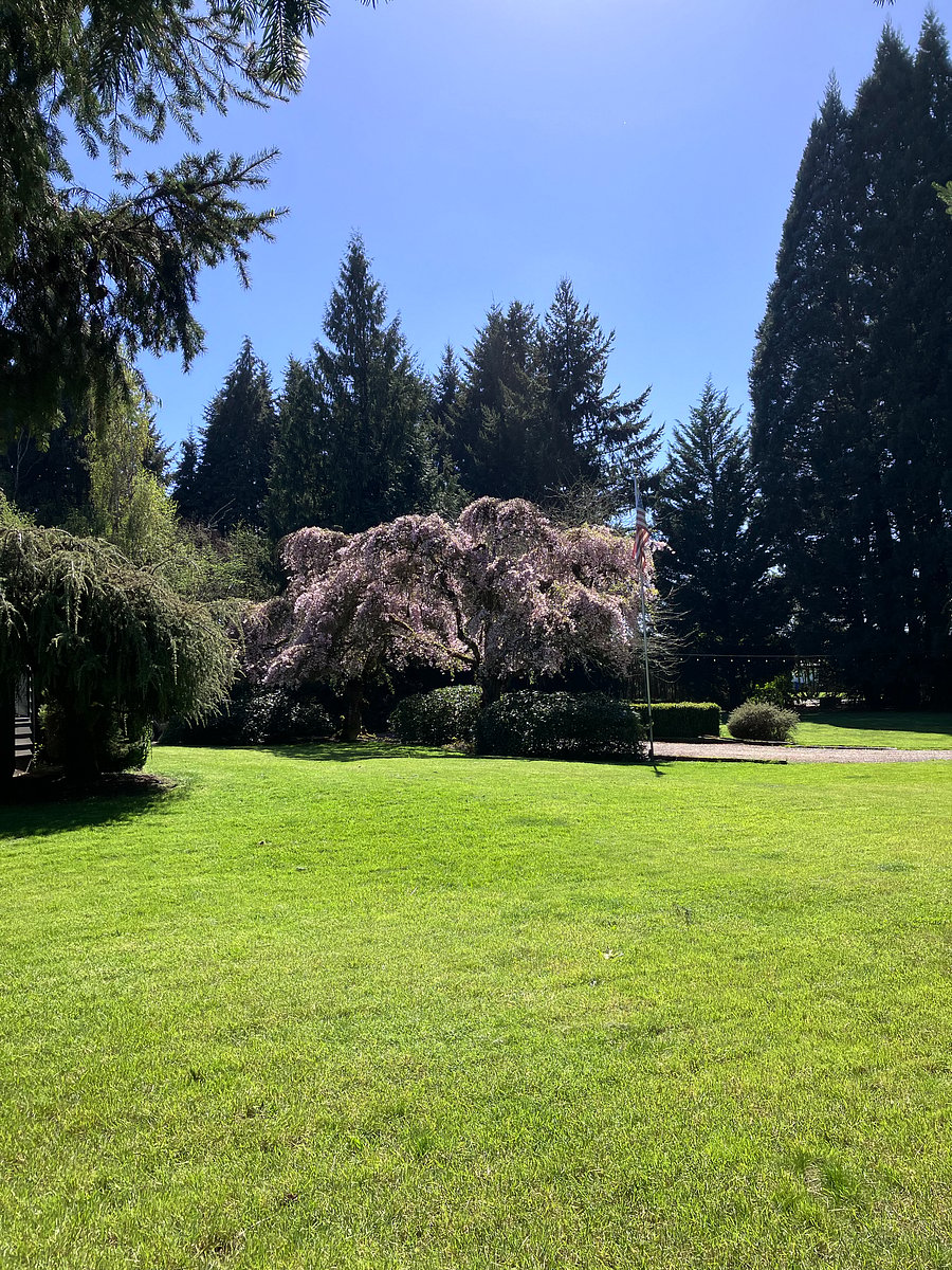 Front Yard Springtime