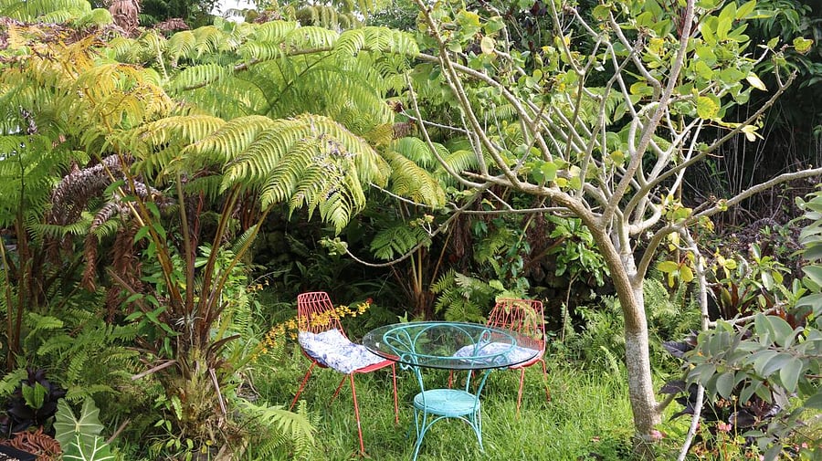enjoy your morning coffee in the large yard with many native plants
