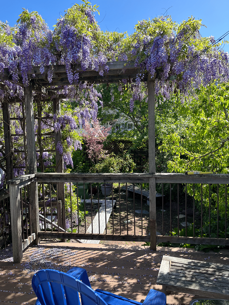 Shared backyard