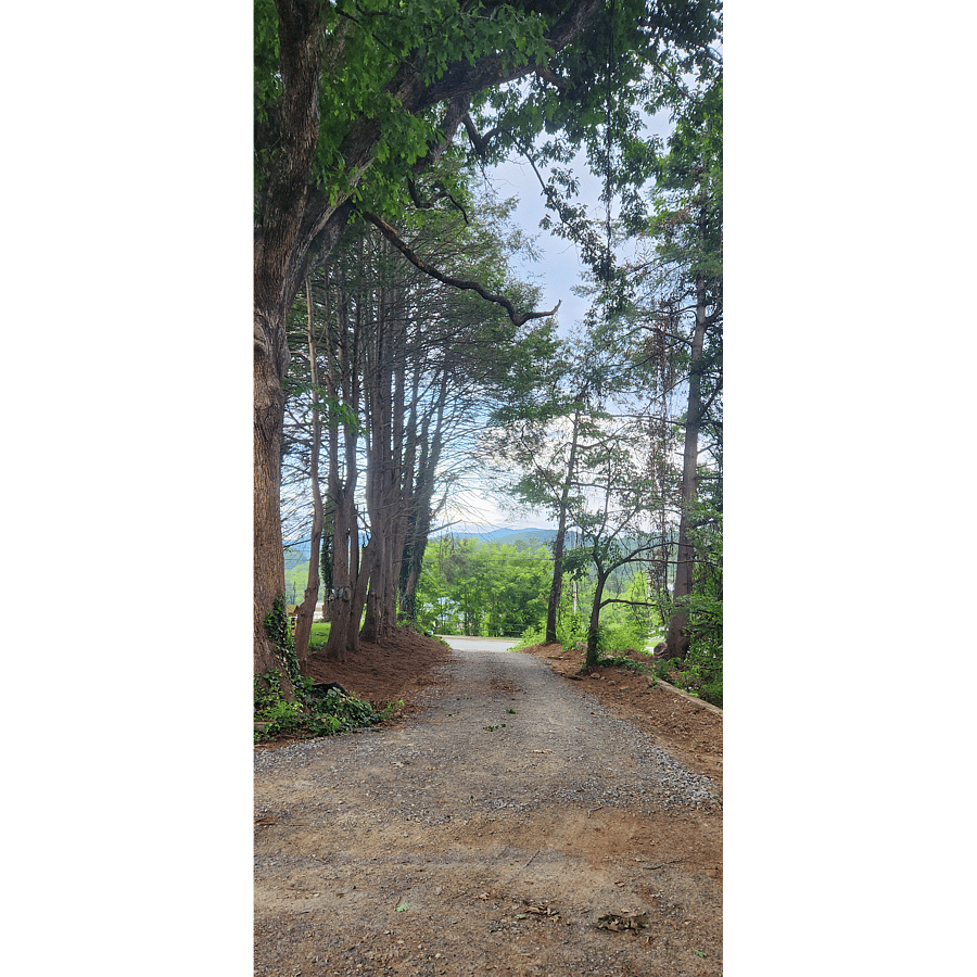 The view from your front porch down the drive hemlocks on the left, mountains at the end, and nowhere else you need to be.