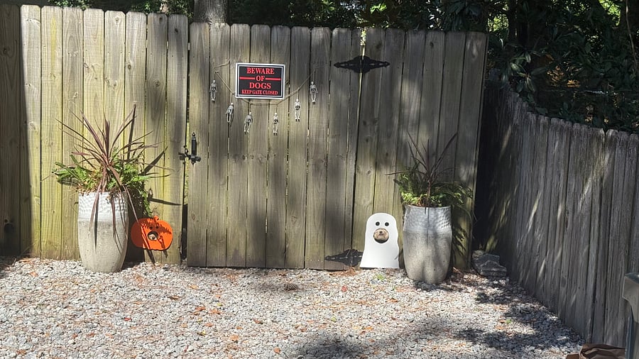 2 small peep holes for pups.