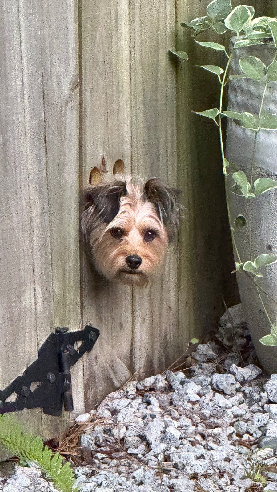 adorable dog not included.
