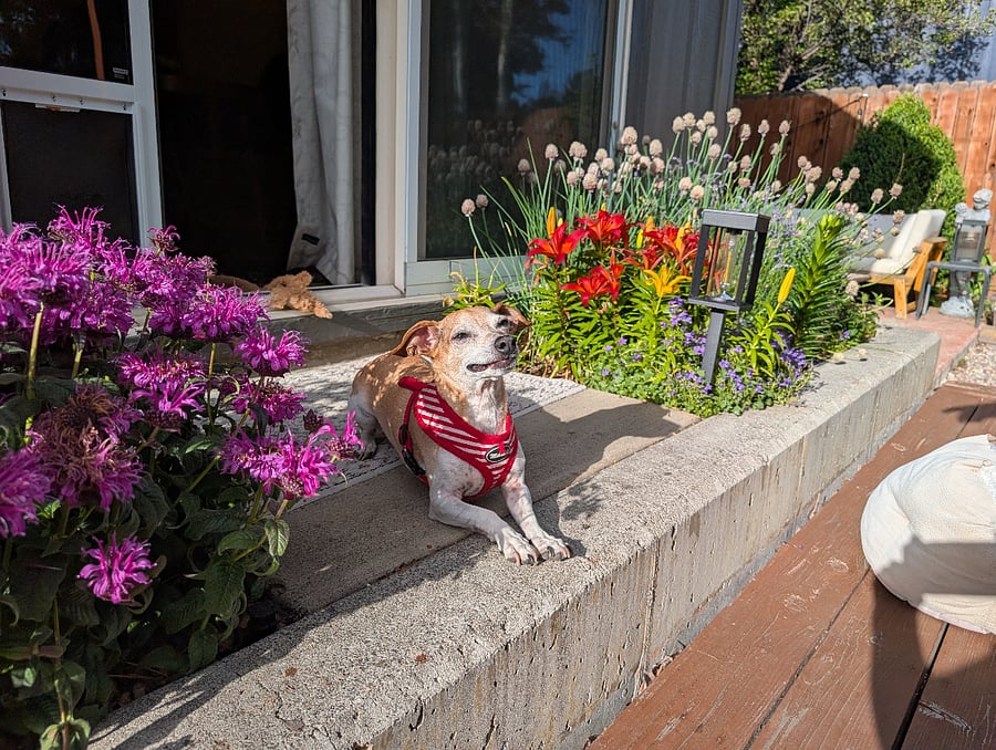 Rocky the resident sweeheart