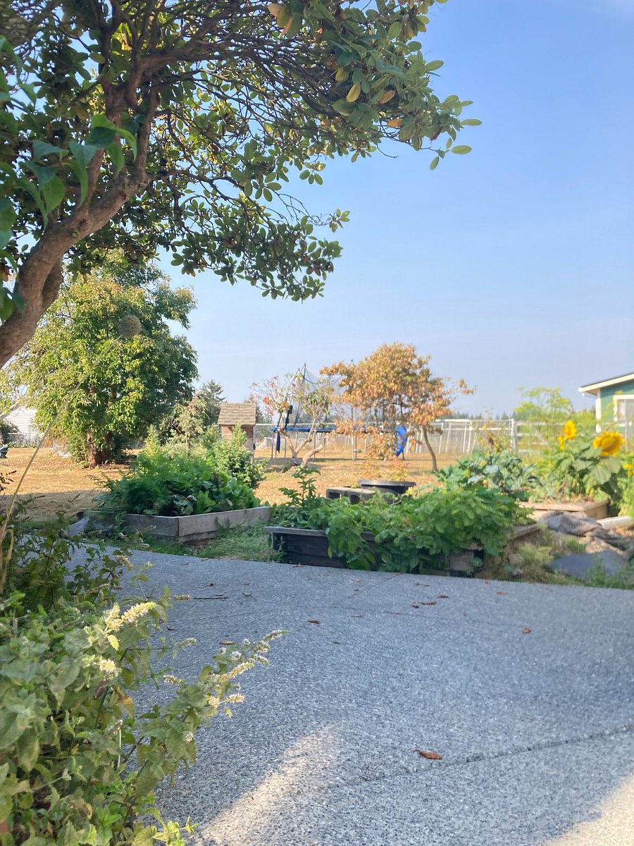 Back yard