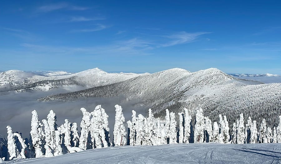 Schweitzer 
