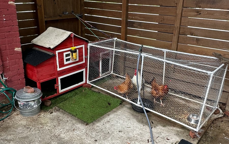 The building is named "Country Club in the Hood for a reason...FRESH EGGS from nesting hens in our back yard. First come, first served!