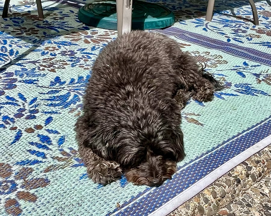 Eva napping on the patio rug