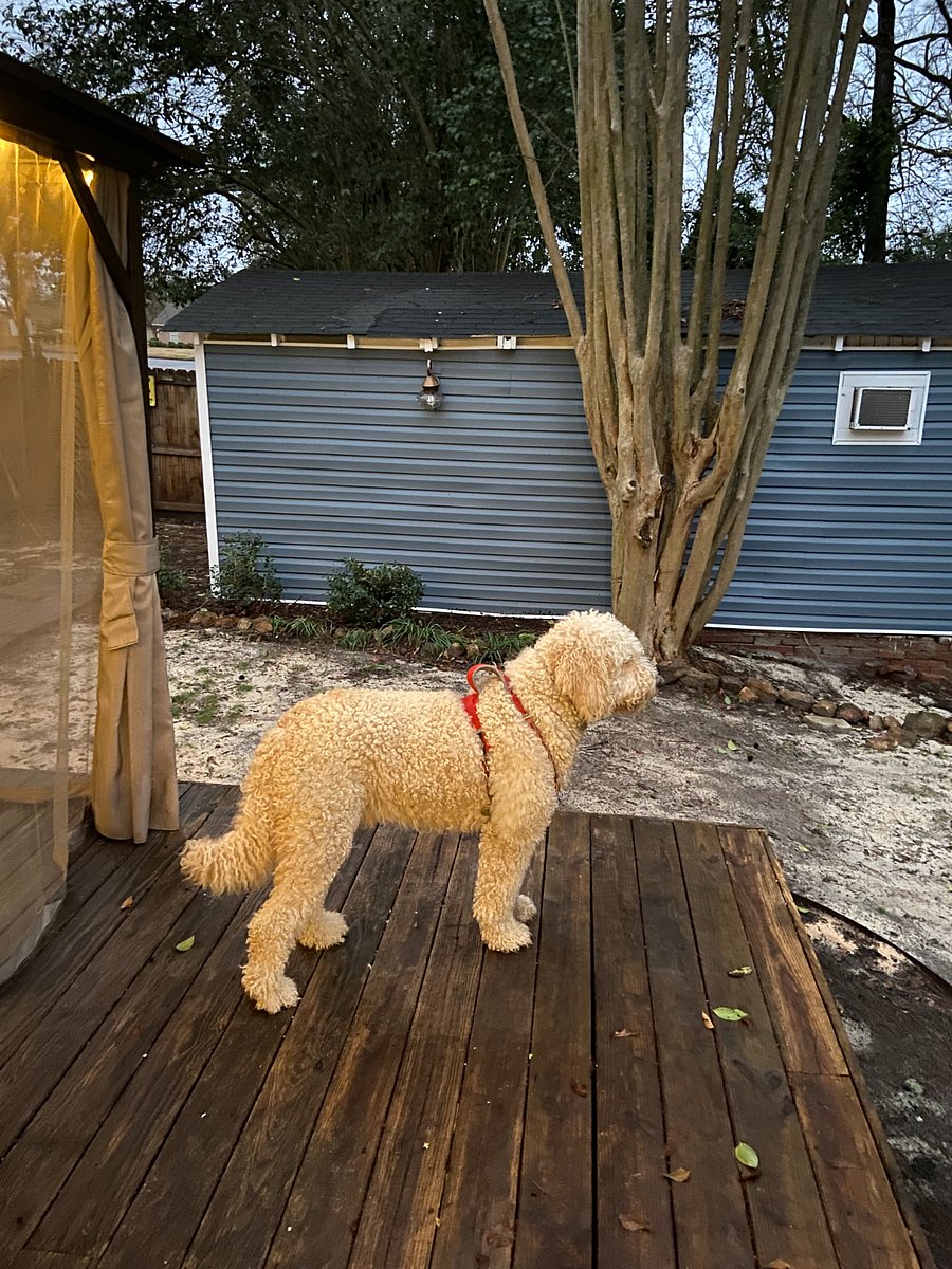 Multiple pets are permitted.