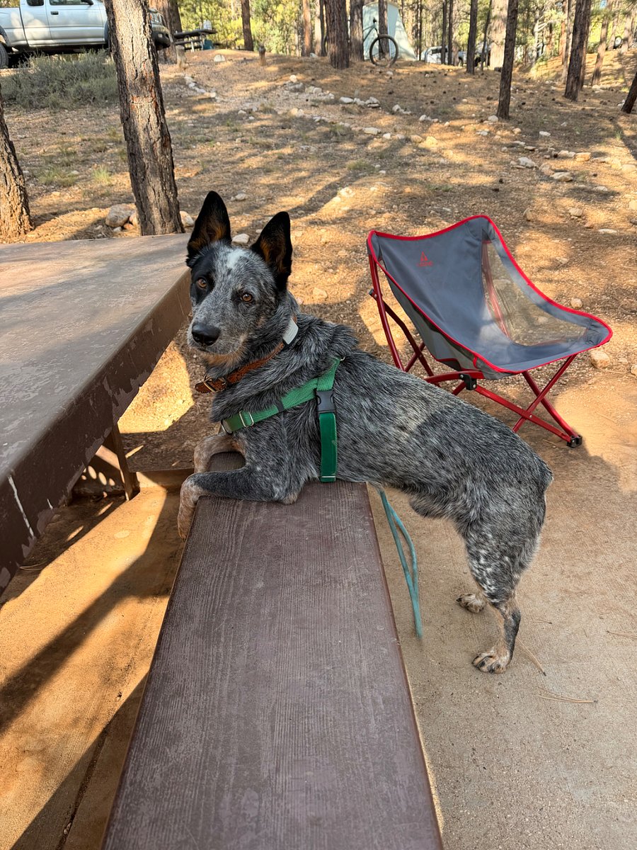 Owner's dog, Bevo