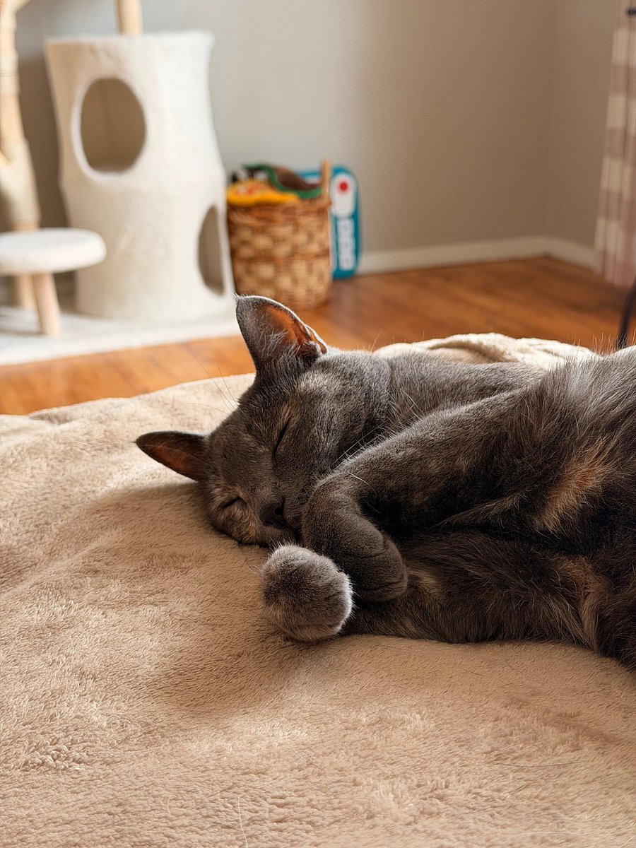 Owner's cat, Caly