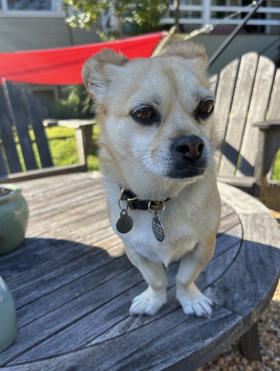 frankie - the sweet, gentle man of the house