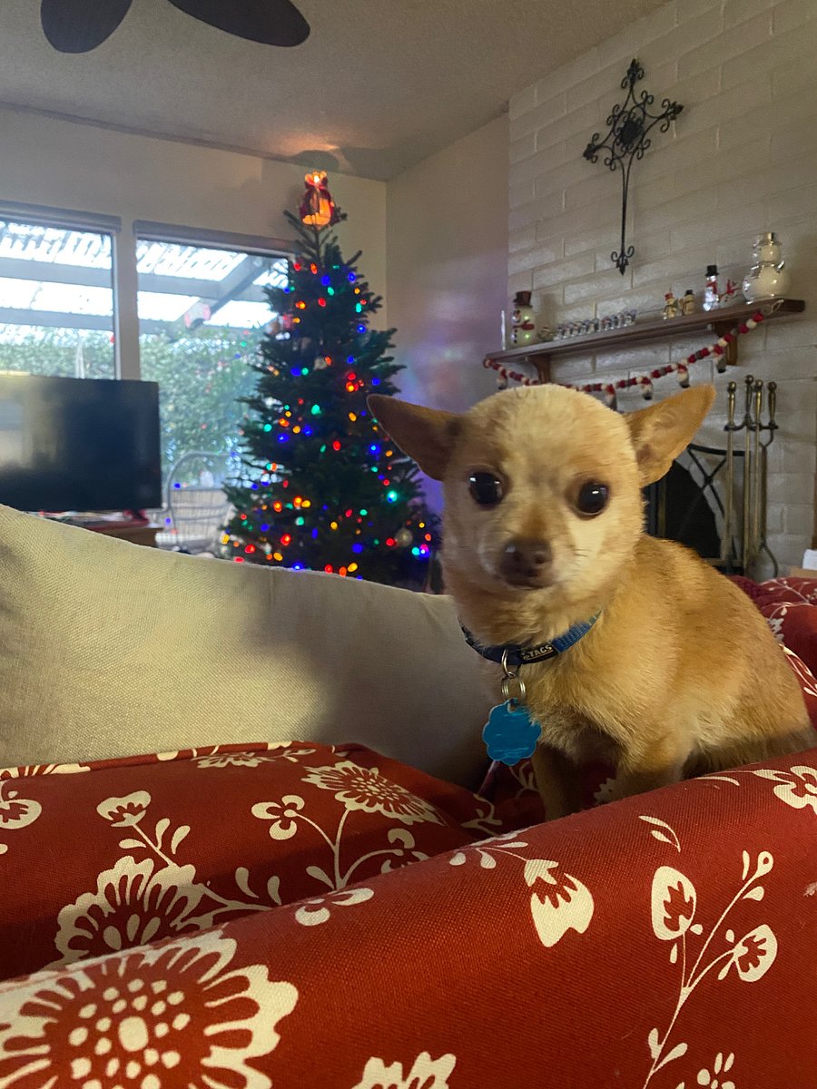House chihuahua, Christmas Tree