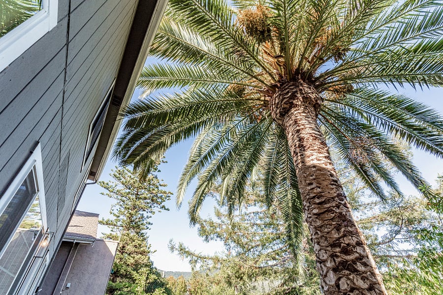 Enjoy the shade of a beautiful palm tree as you relax on the patio.