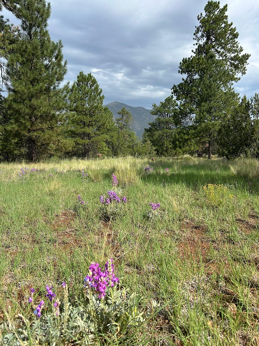 Miles of trails on Campbell Mesa accessed through backyard gate.