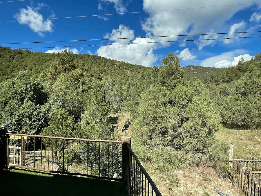 View of forest from Master Bedroom Balcony