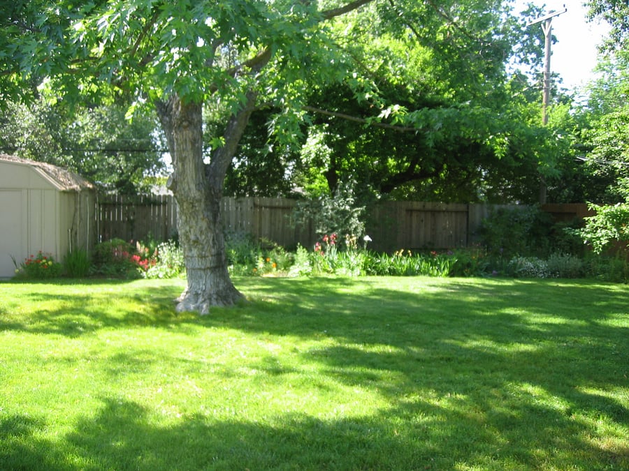 The fenced-in backyard features an exquisite, gracefully tall silver maple tree, a variety of flowering shrubs, and fruit trees, offering a place to connect with nature after a long day of work.