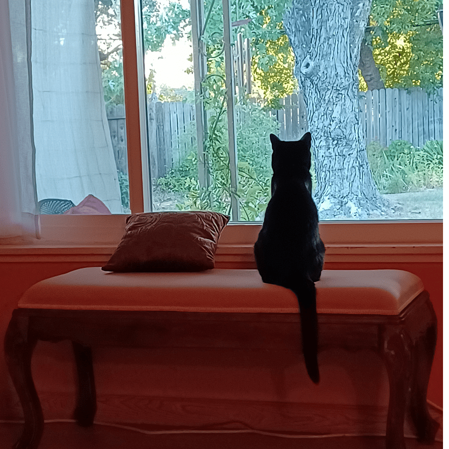 Shadow, overlooking her domain.