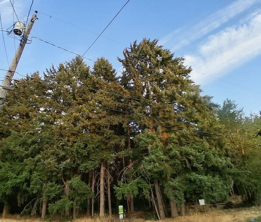 The Environmental Services maintain woods behind, which provide a nice sound barrier to the freeway. Lovely view and short walking trails are a perfect escape.