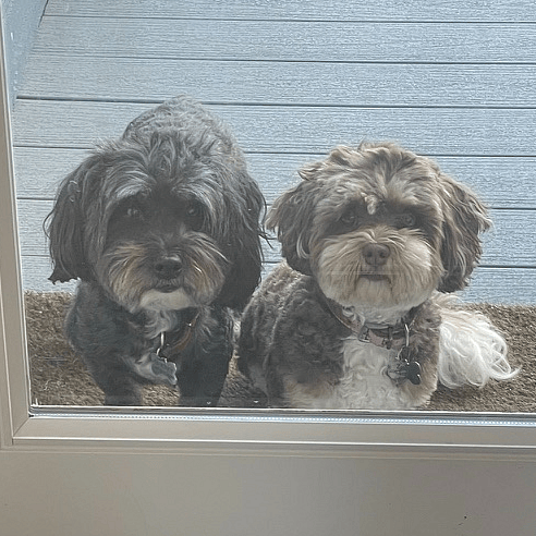 Sparky and Zuzu love visiting if you're a dog person!
