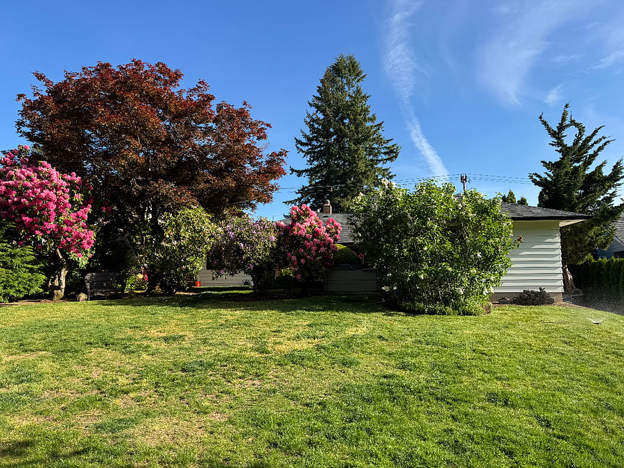 Back yard