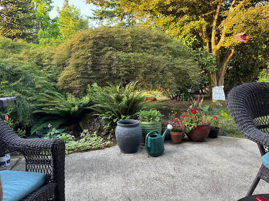Back porch view