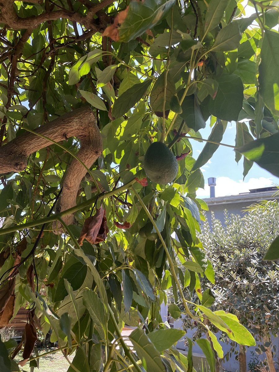 Avocado tree, orange tree, meyer lemon tree.