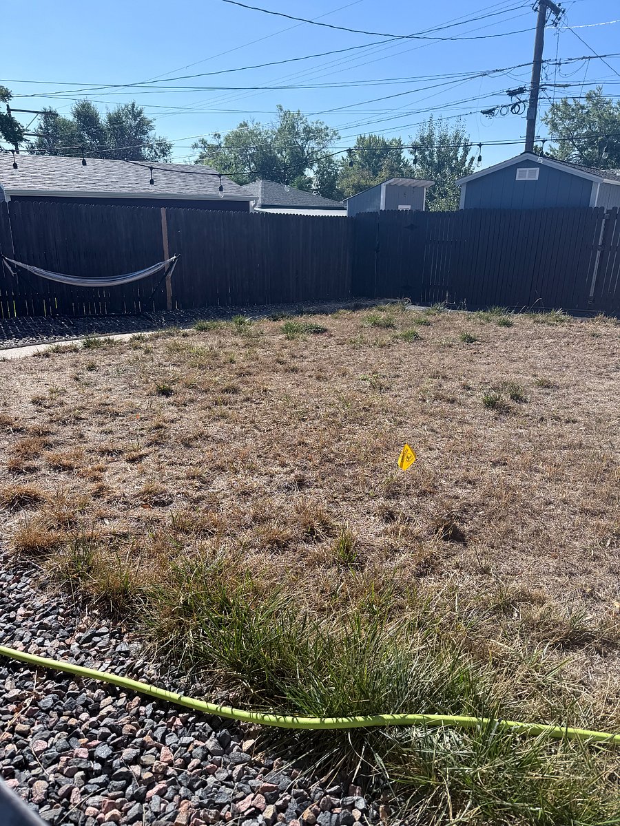 Fenced back yard