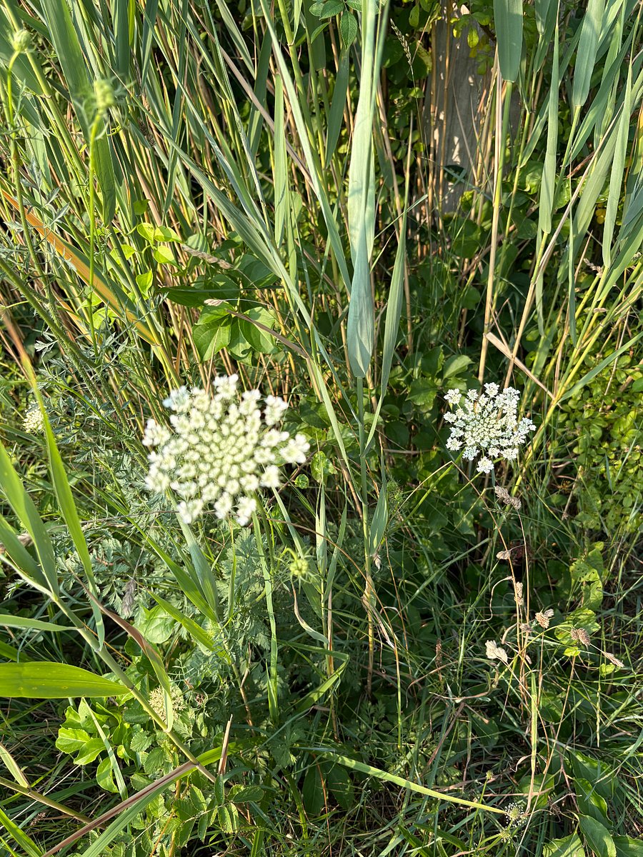 Across the street in the summer