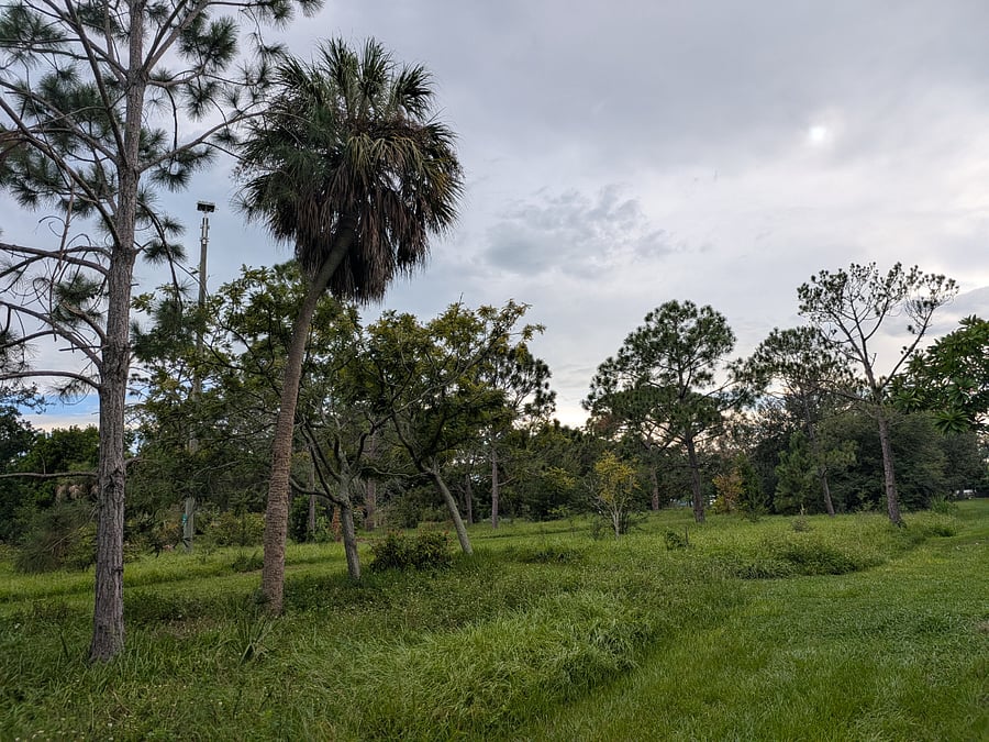Nature preserve as seen to the west from the back yard. See the Osprey nest?